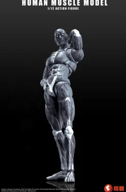 Human Muscle Model (Gray) 1/12 Scale Action Figure