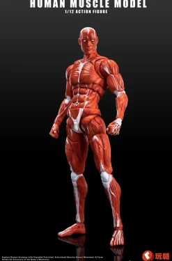Human Muscle Model (Red) 1/12 Scale Action Figure