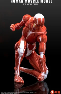 Human Muscle Model (Red) 1/12 Scale Action Figure