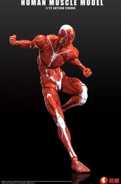 Human Muscle Model (Red) 1/12 Scale Action Figure