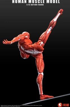 Human Muscle Model (Red) 1/12 Scale Action Figure