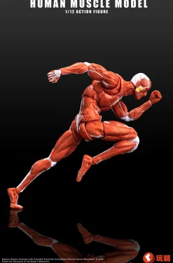 Human Muscle Model (Red) 1/12 Scale Action Figure