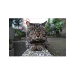 Japan Society For The Prevention Of Cruelty To Animals 2018 Calendar