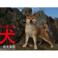 Nippon no Inu 2024 Calendar